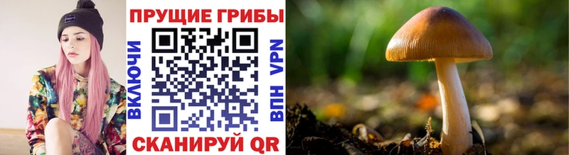 мориарти Telegram  Горбатов  Галлюциногенные грибы Psilocybe 